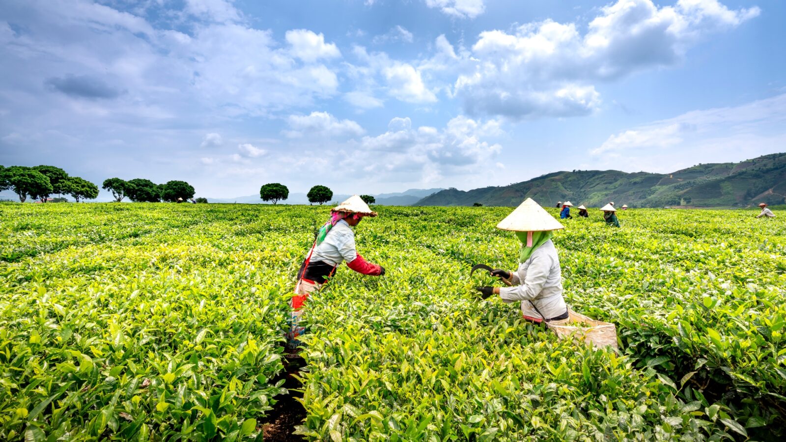 Review Kebun Teh Pangalengan untuk Liburan Keluarga