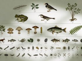 Nama Kelompok Organisme Khusus Disebut Apa dalam Biologi