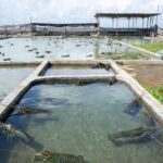 Panduan Lengkap Budidaya Lobster Air Tawar yang Menguntungkan untuk Pemula